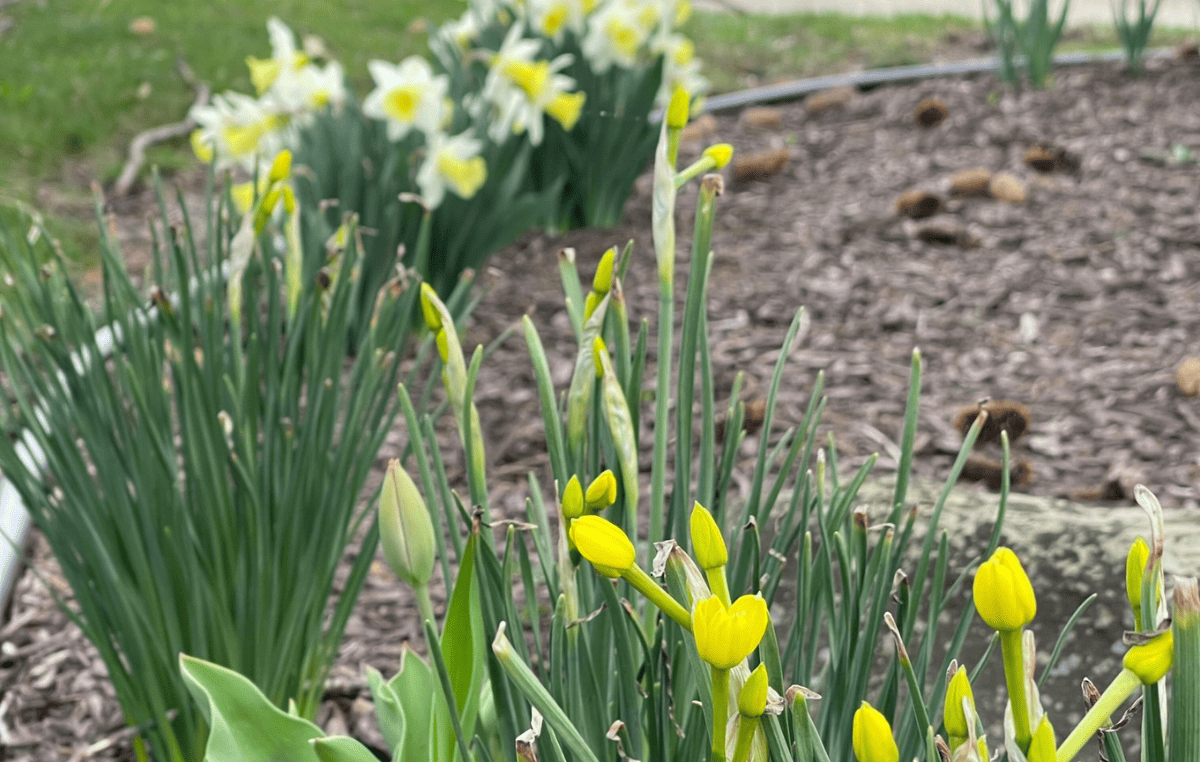 Tulips sprout in a daffodil garden.