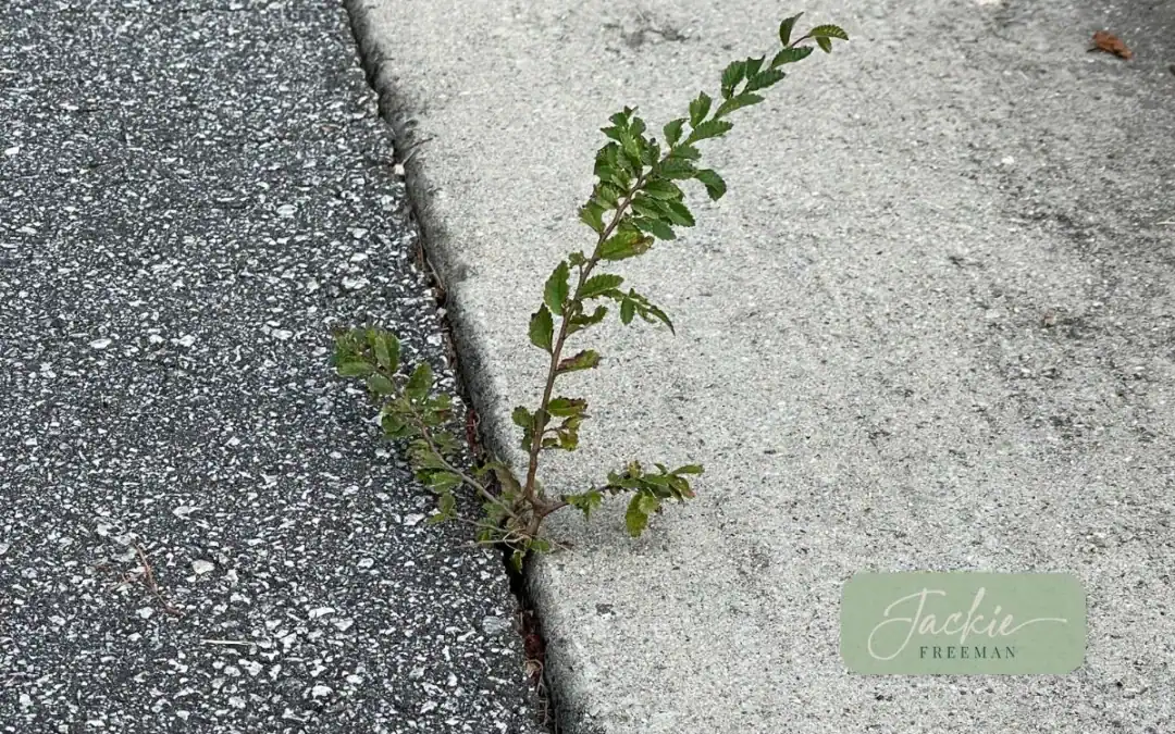 Faith in the Cracks: Finding Growth in Hard Places