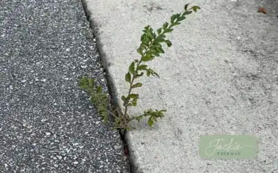 Faith in the Cracks: Finding Growth in Hard Places