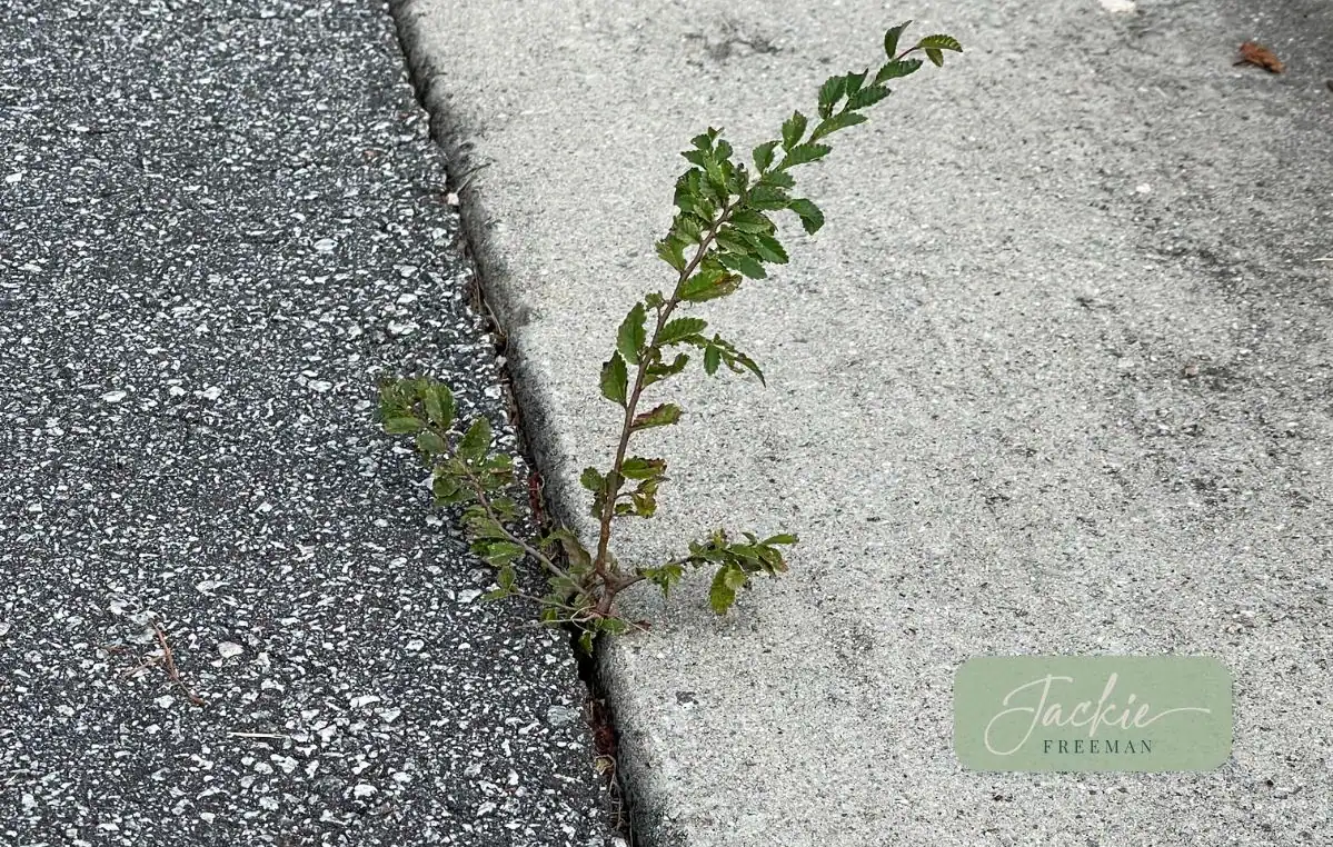 growing-unlikely-places Photo of a small weed growing through a crack in the concrete.